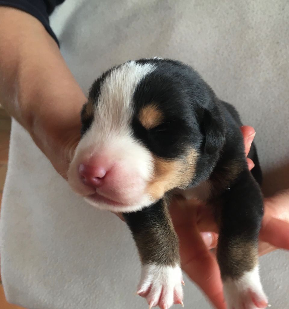 de la Ferme la Favette - Chiots disponibles - Grand bouvier suisse