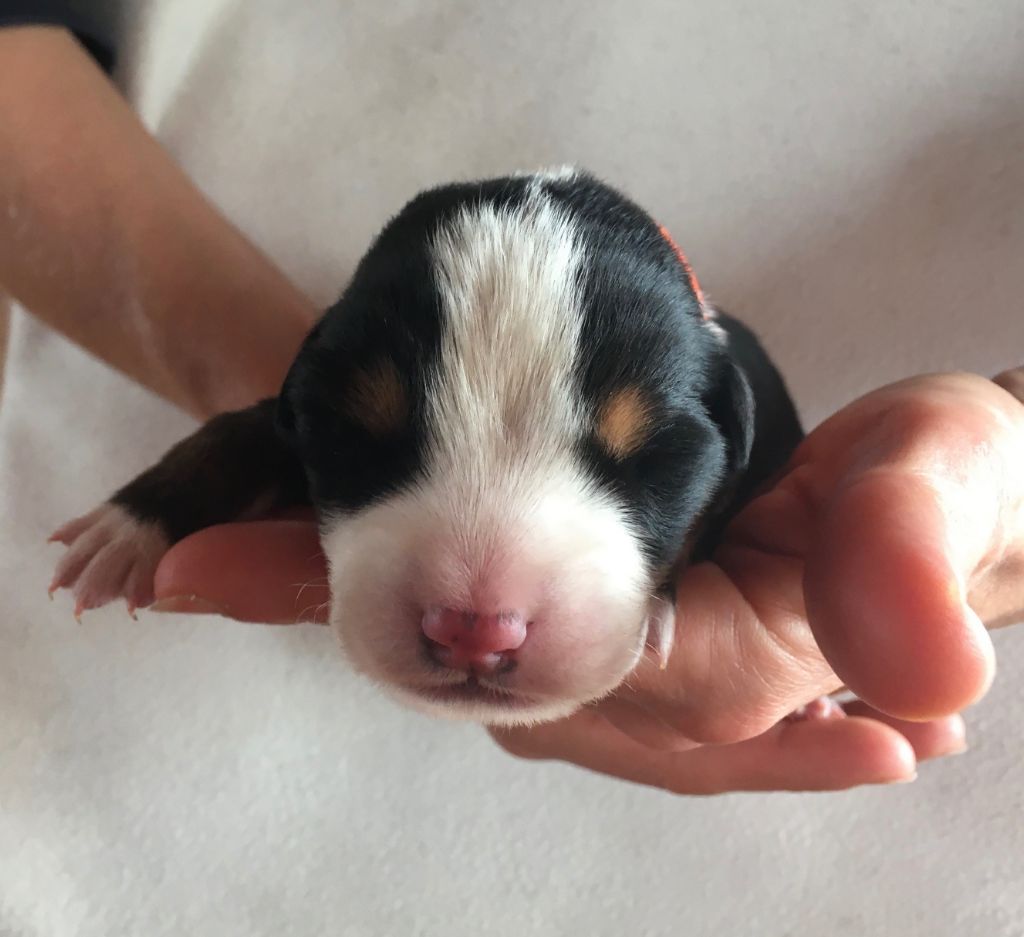 de la Ferme la Favette - Chiots disponibles - Grand bouvier suisse